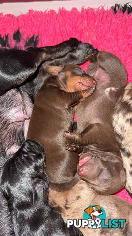 Miniature dachshund