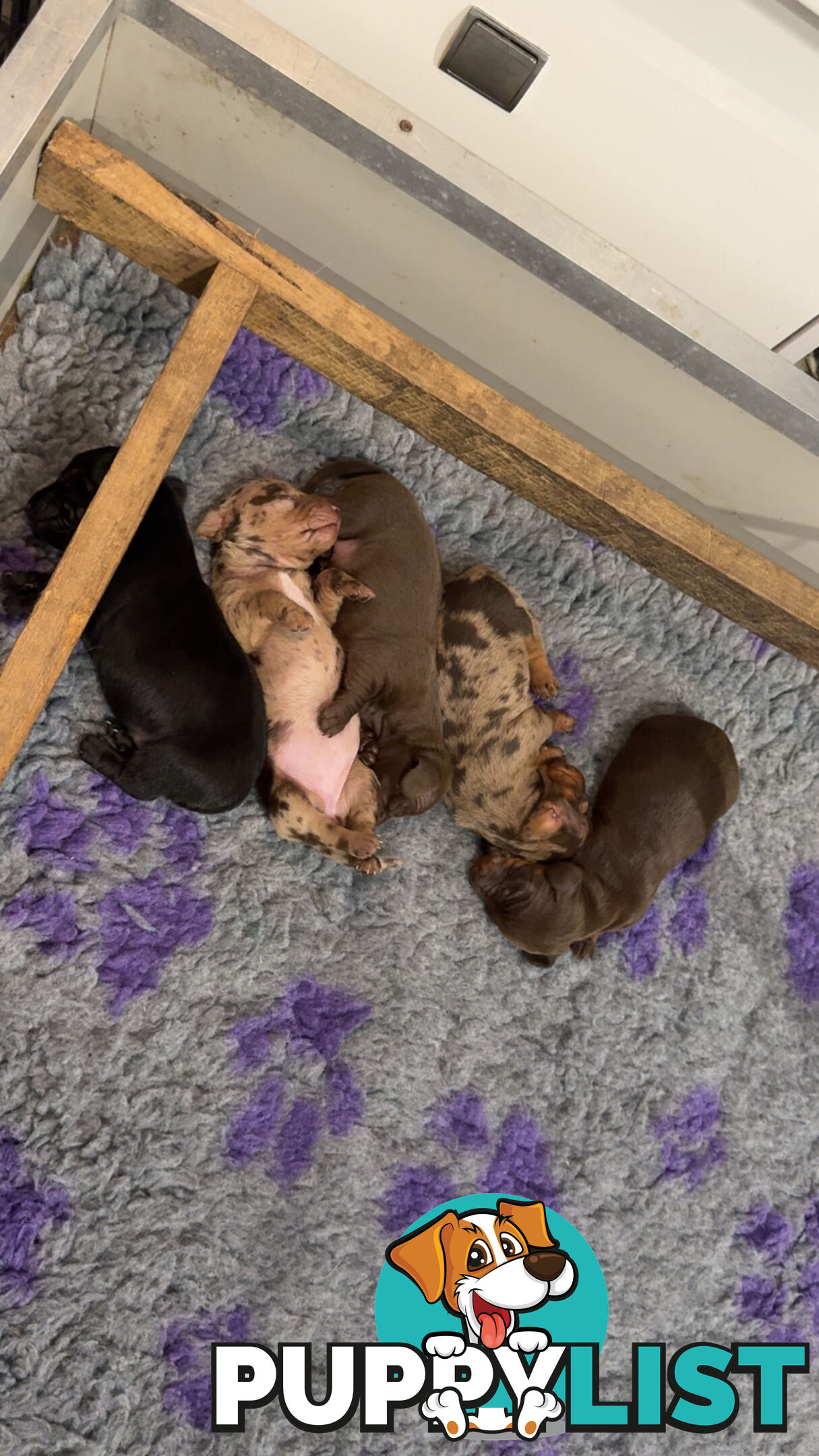 Miniature dachshund
