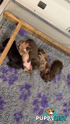 Miniature dachshund