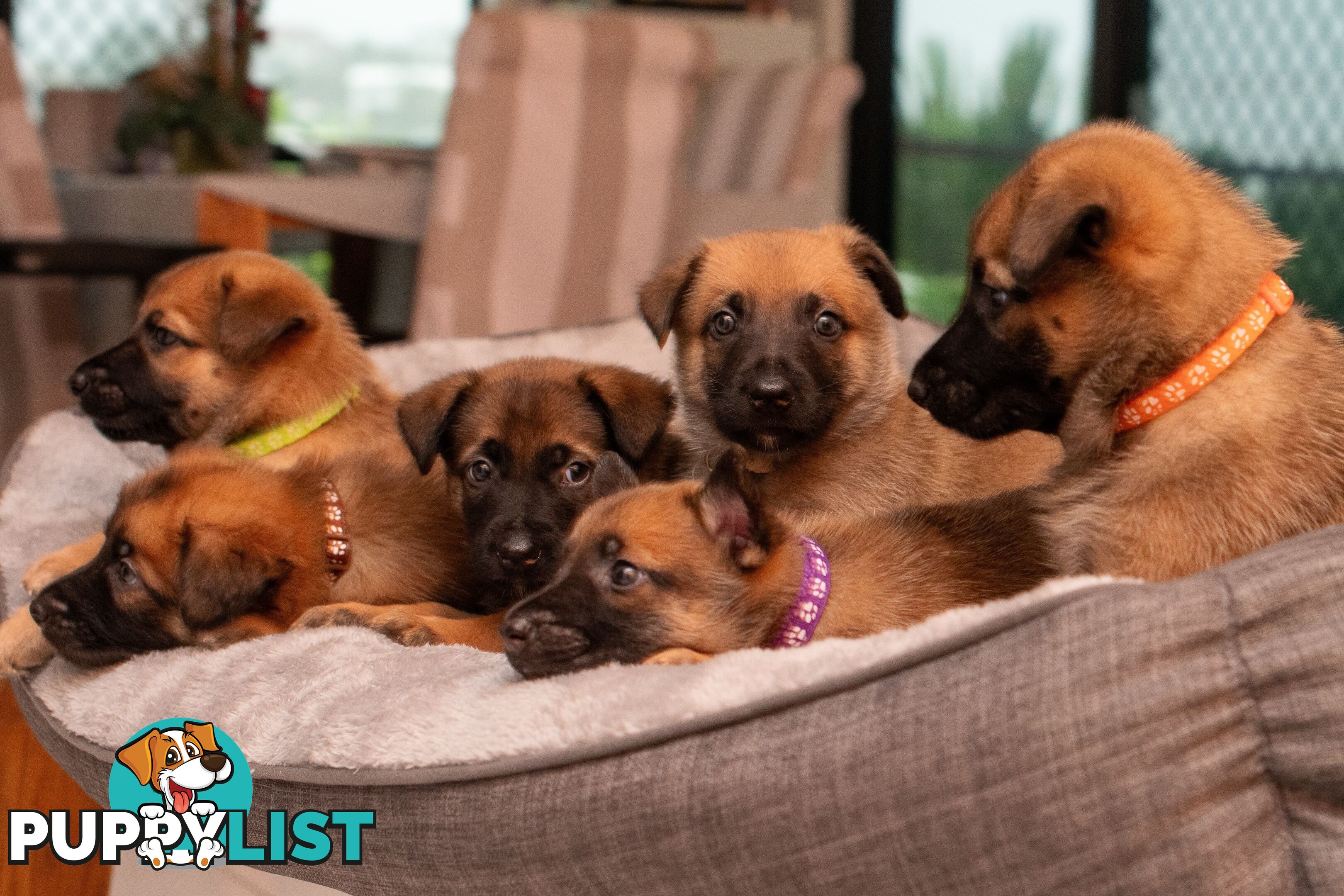 Adorable German Shepherd Malinois Puppies for sale