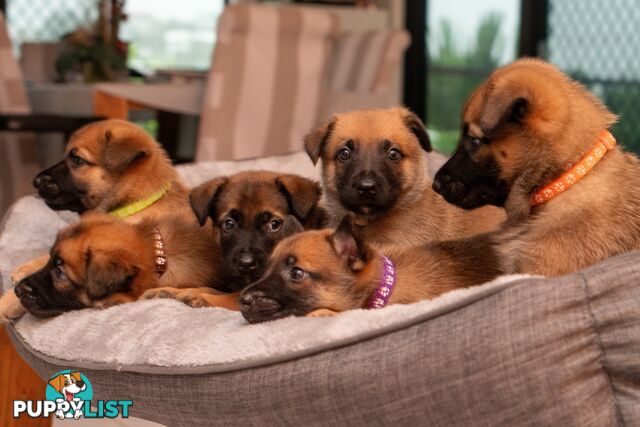 Adorable German Shepherd Malinois Puppies for sale