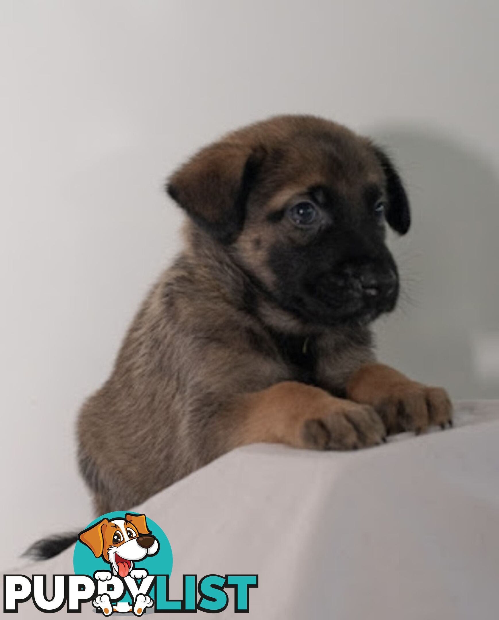 Adorable German Shepherd Malinois Puppies for sale