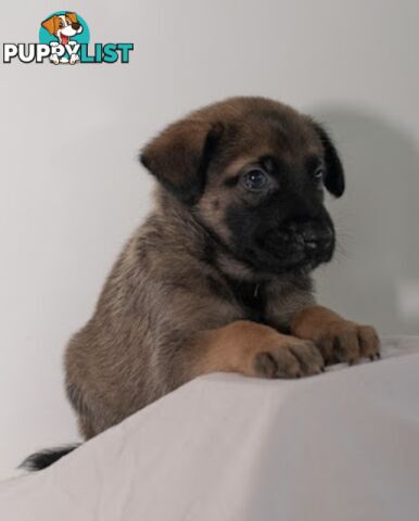 Adorable German Shepherd Malinois Puppies for sale