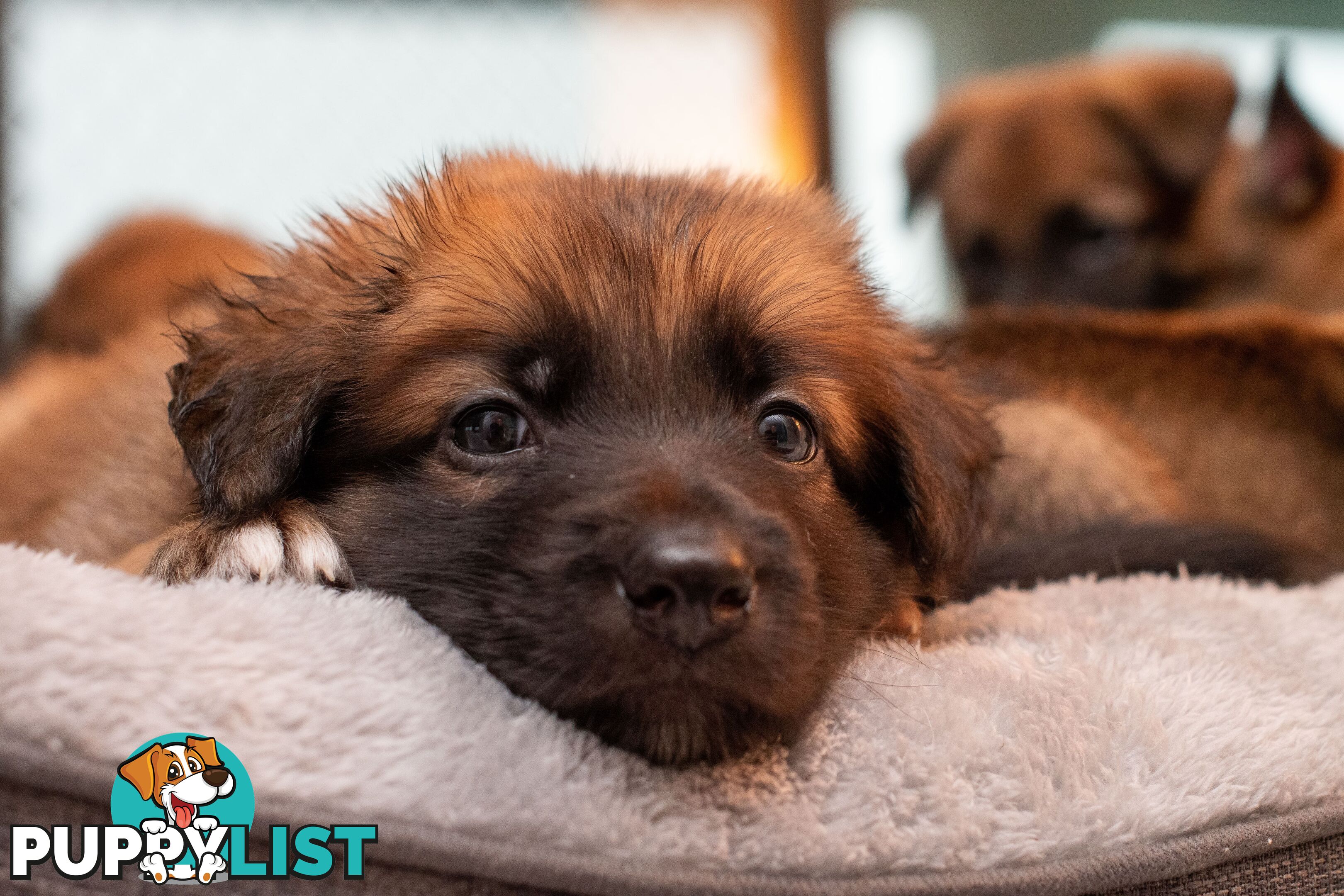 Adorable German Shepherd Malinois Puppies for sale