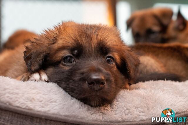 Adorable German Shepherd Malinois Puppies for sale