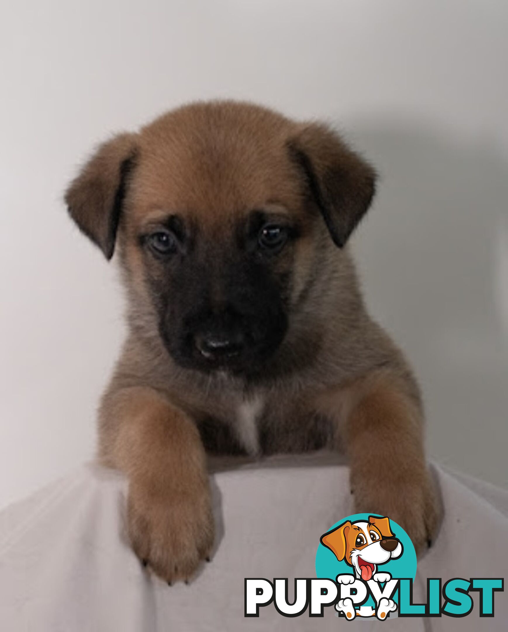 Adorable German Shepherd Malinois Puppies for sale