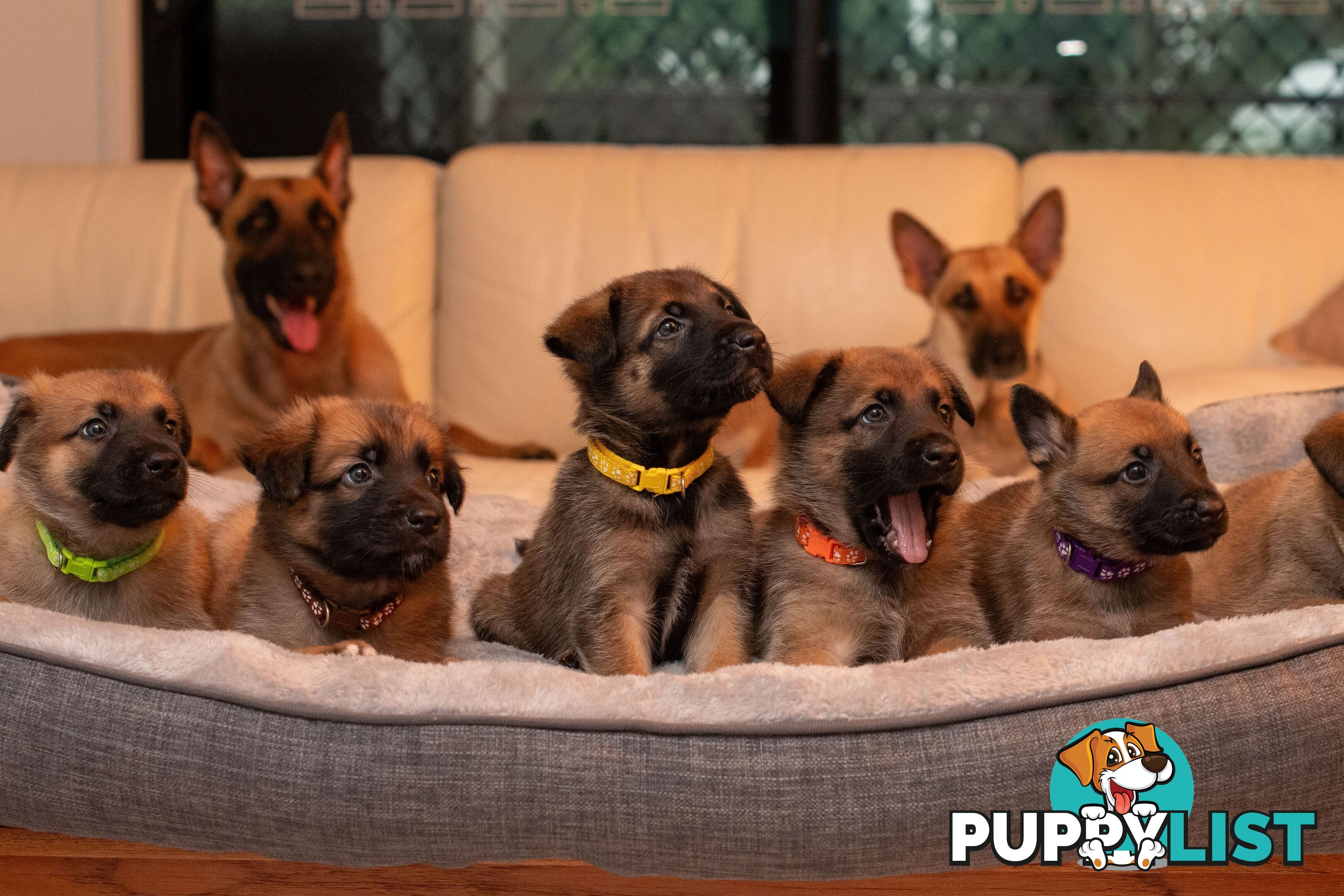 Adorable German Shepherd Malinois Puppies for sale