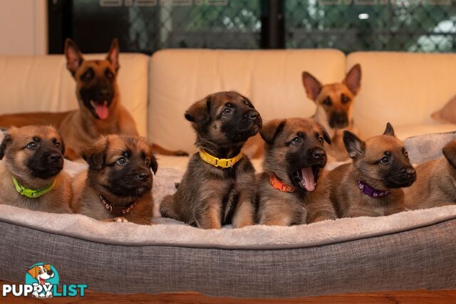 Adorable German Shepherd Malinois Puppies for sale