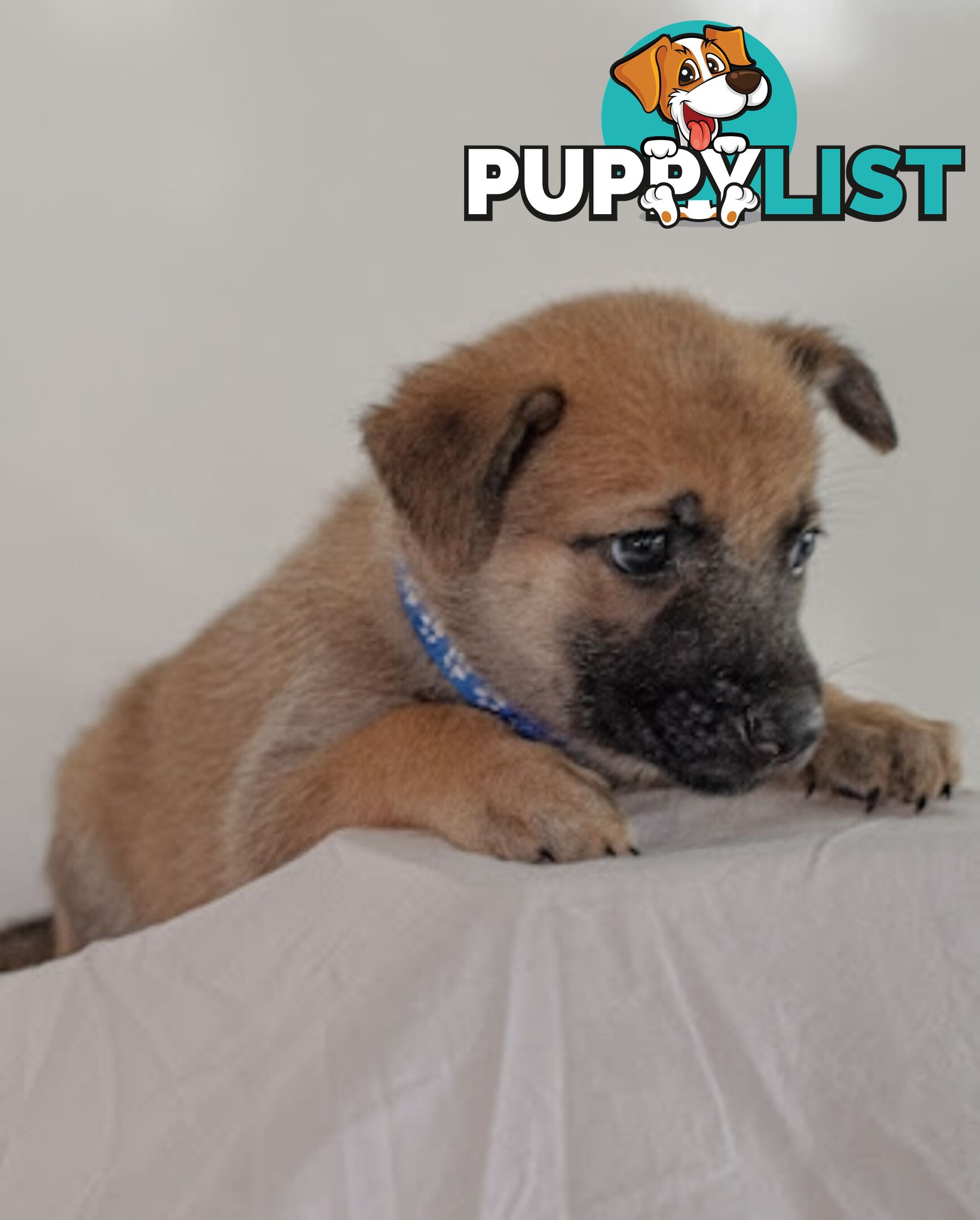 Adorable German Shepherd Malinois Puppies for sale