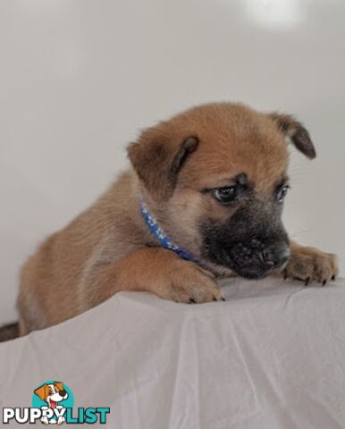 Adorable German Shepherd Malinois Puppies for sale