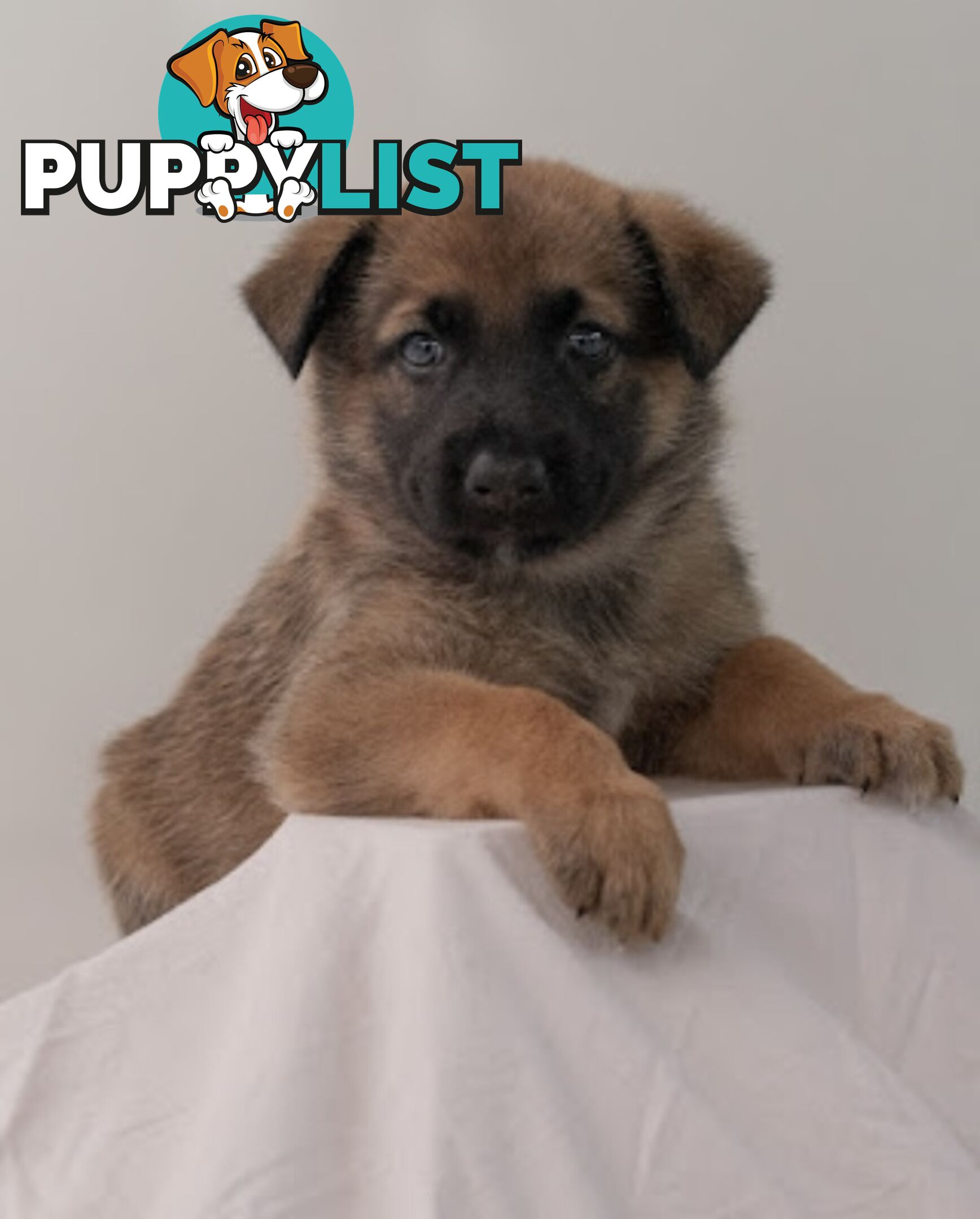 Adorable German Shepherd Malinois Puppies for sale