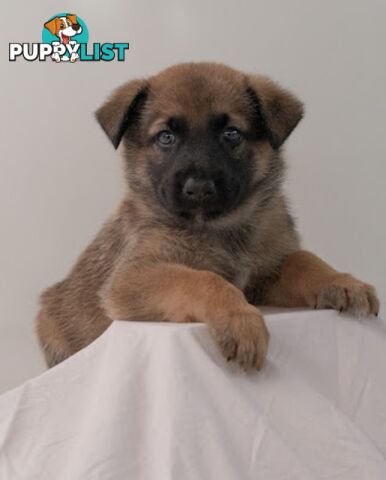 Adorable German Shepherd Malinois Puppies for sale