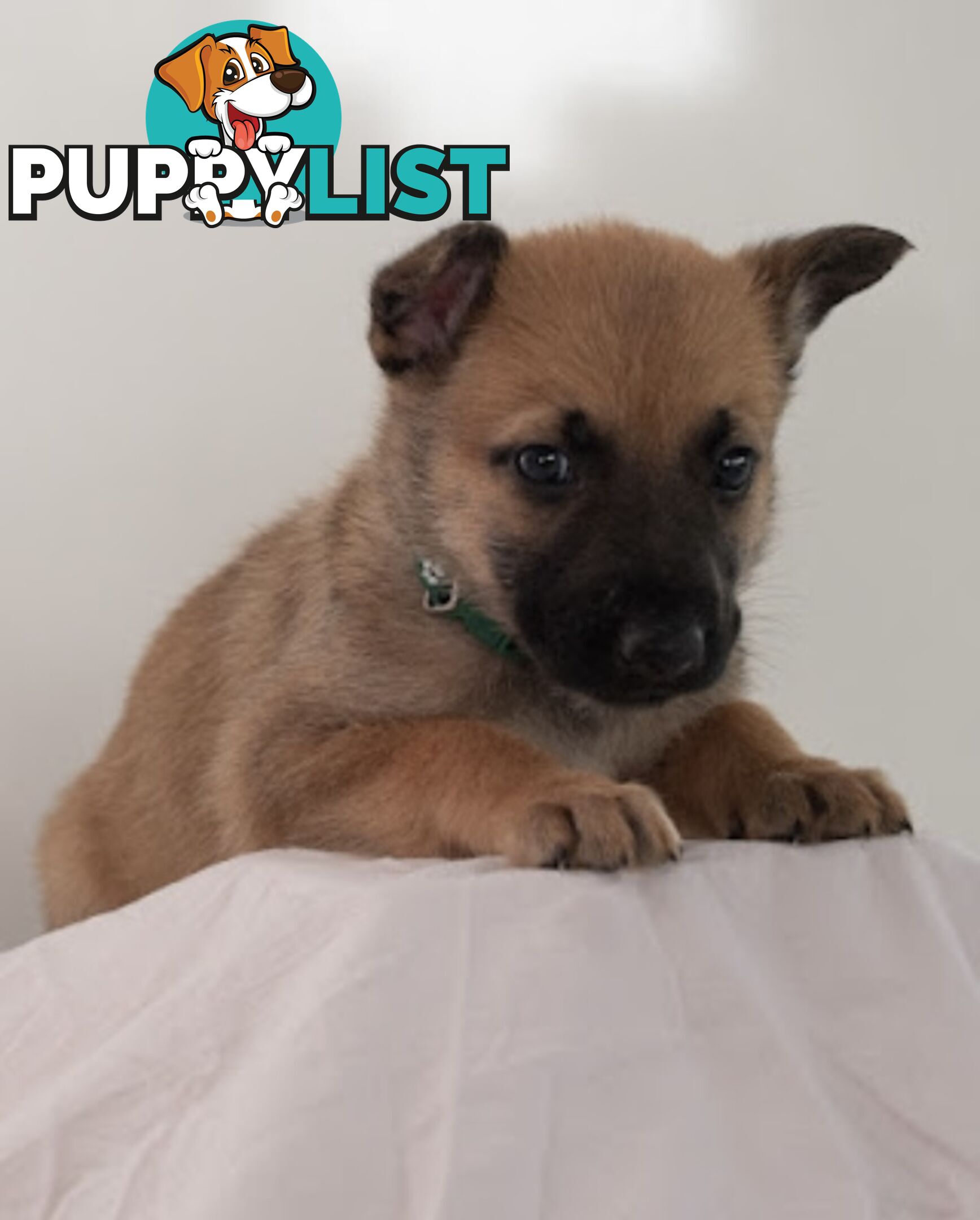 Adorable German Shepherd Malinois Puppies for sale