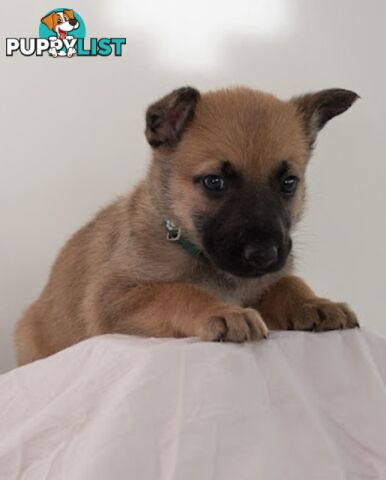 Adorable German Shepherd Malinois Puppies for sale