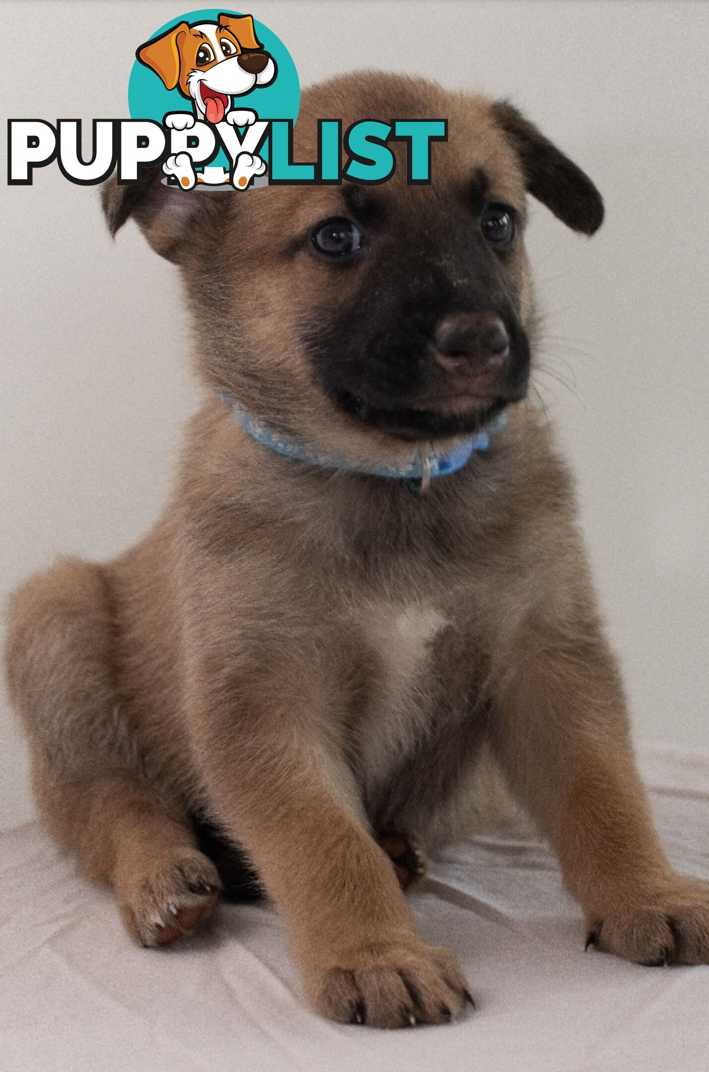 Adorable German Shepherd Malinois Puppies for sale