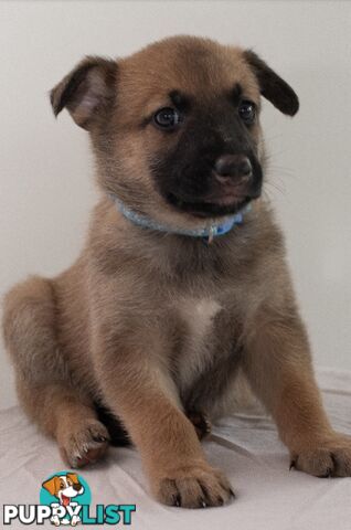 Adorable German Shepherd Malinois Puppies for sale