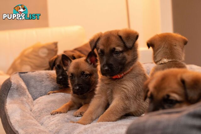 Adorable German Shepherd Malinois Puppies for sale