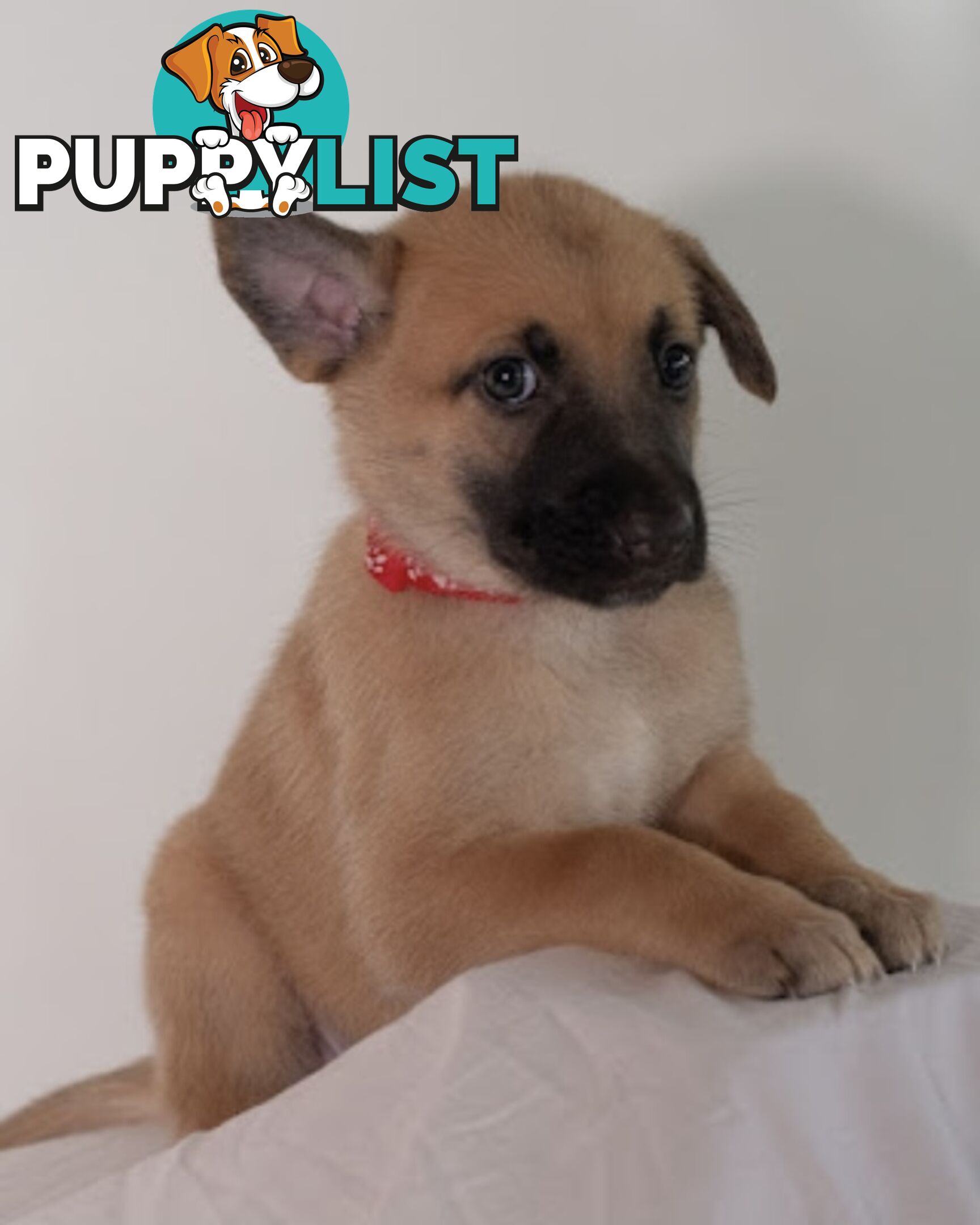 Adorable German Shepherd Malinois Puppies for sale