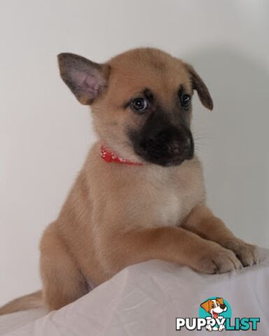 Adorable German Shepherd Malinois Puppies for sale