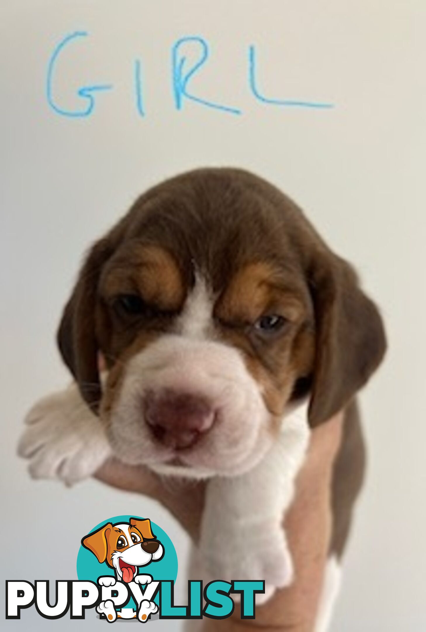 Beaglier Puppies for Sale