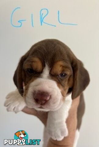 Beaglier Puppies for Sale
