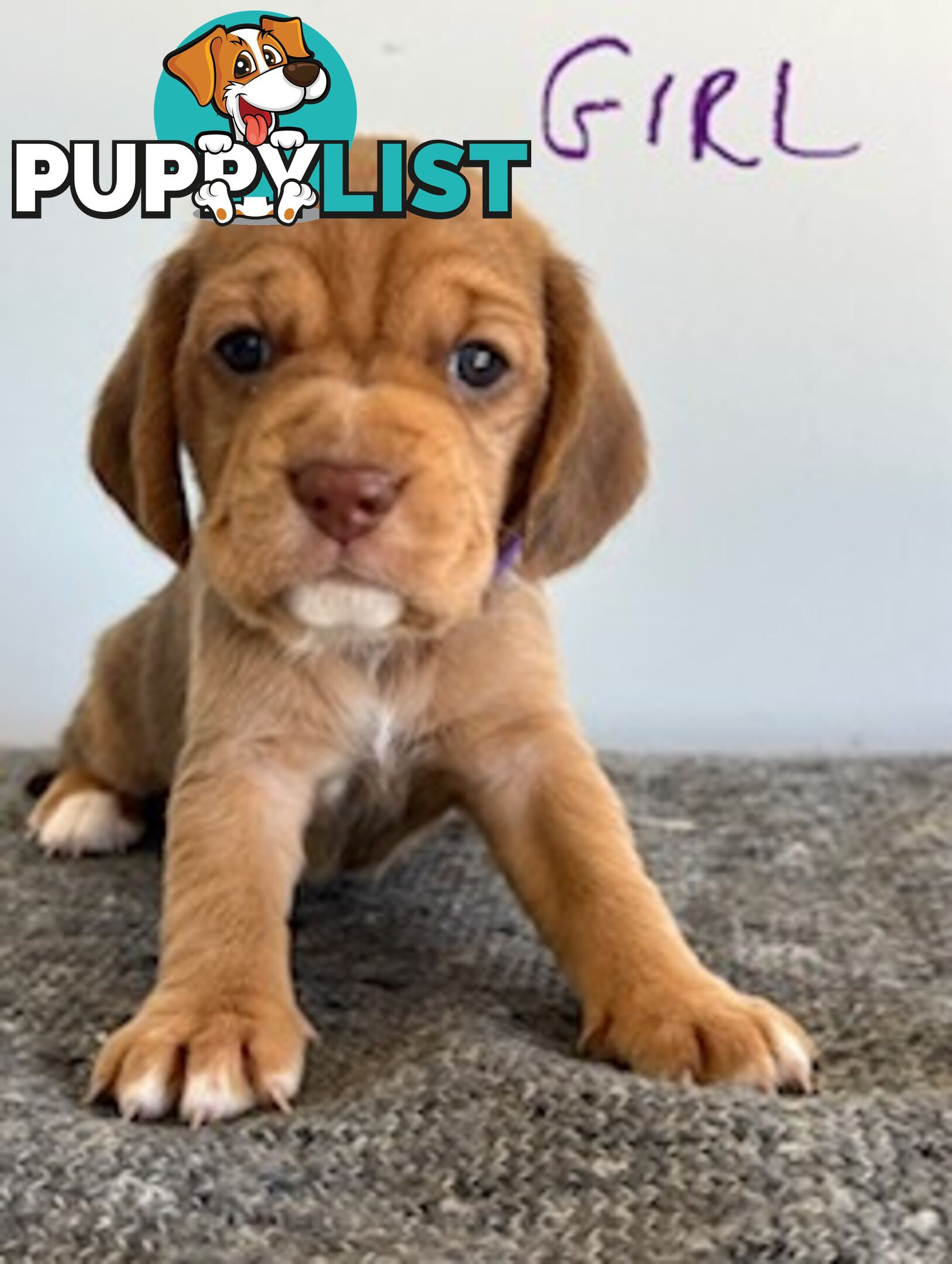 Beaglier Puppies for Sale