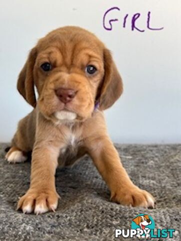 Beaglier Puppies for Sale