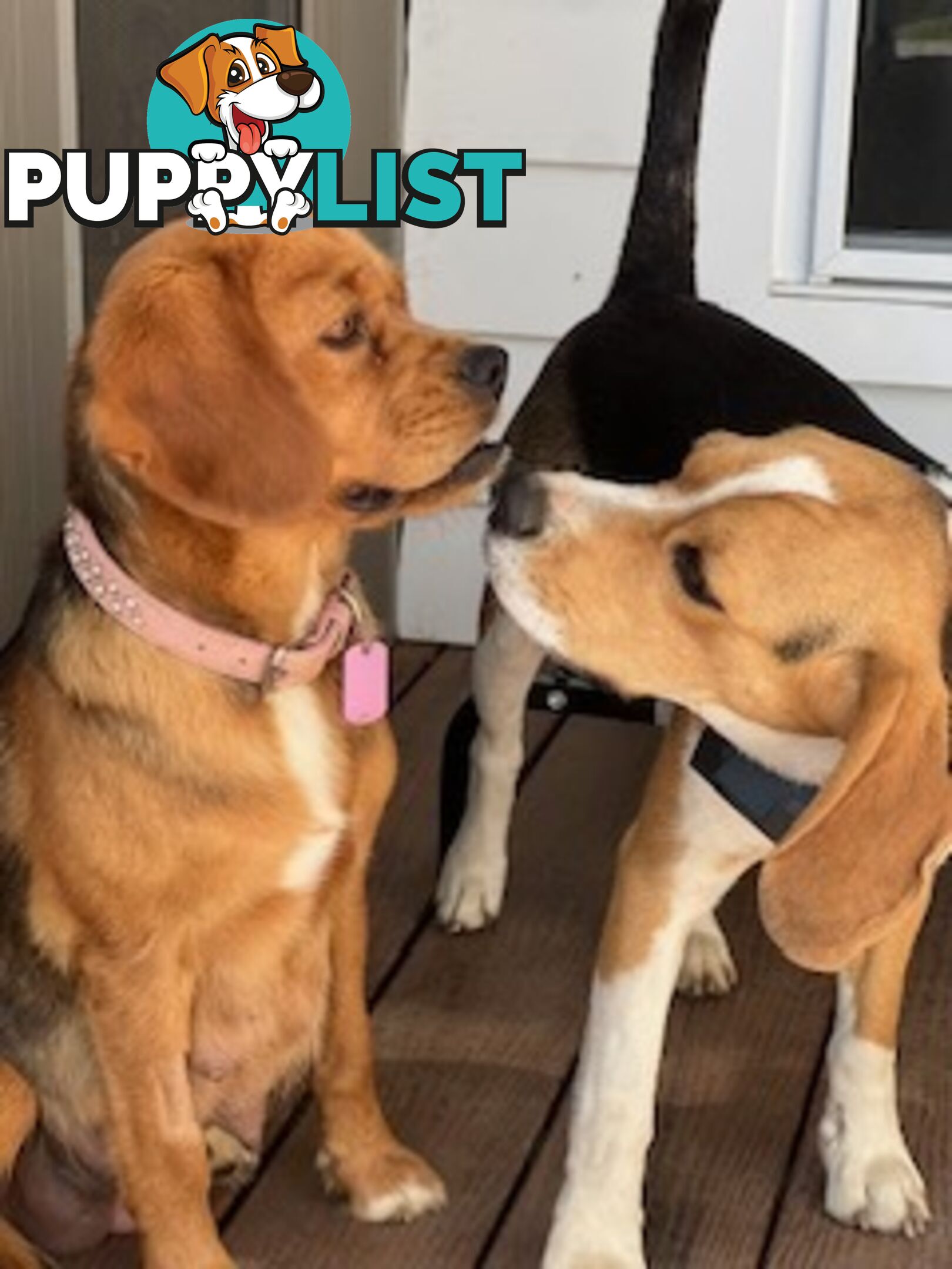 Beaglier Puppies for Sale