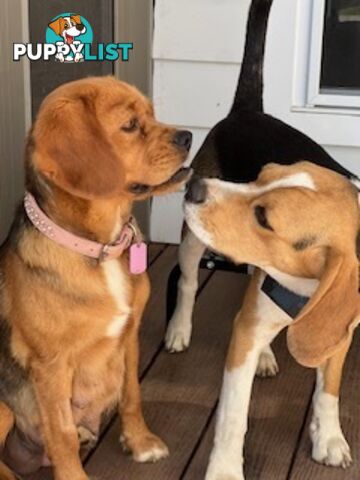 Beaglier Puppies for Sale
