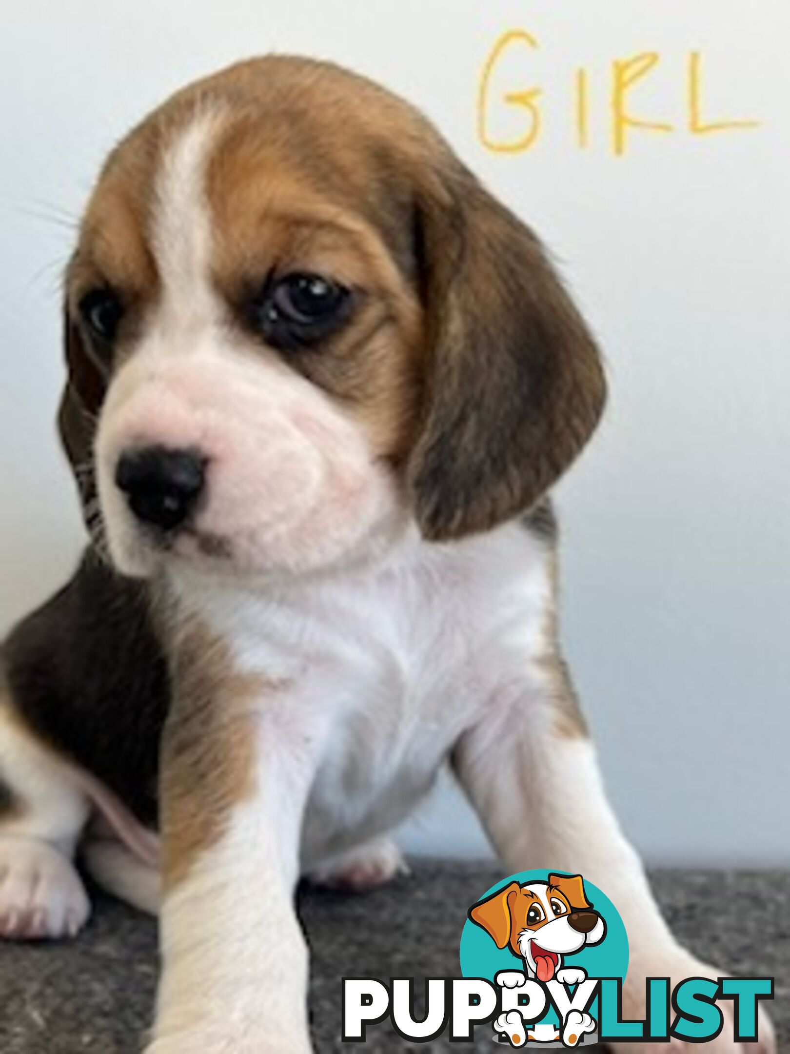 Beaglier Puppies for Sale
