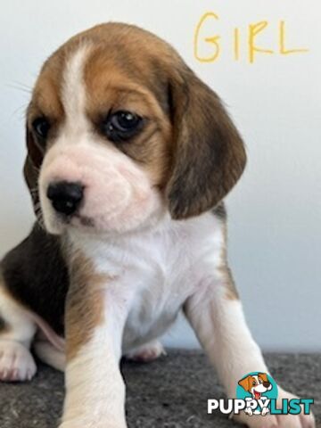 Beaglier Puppies for Sale