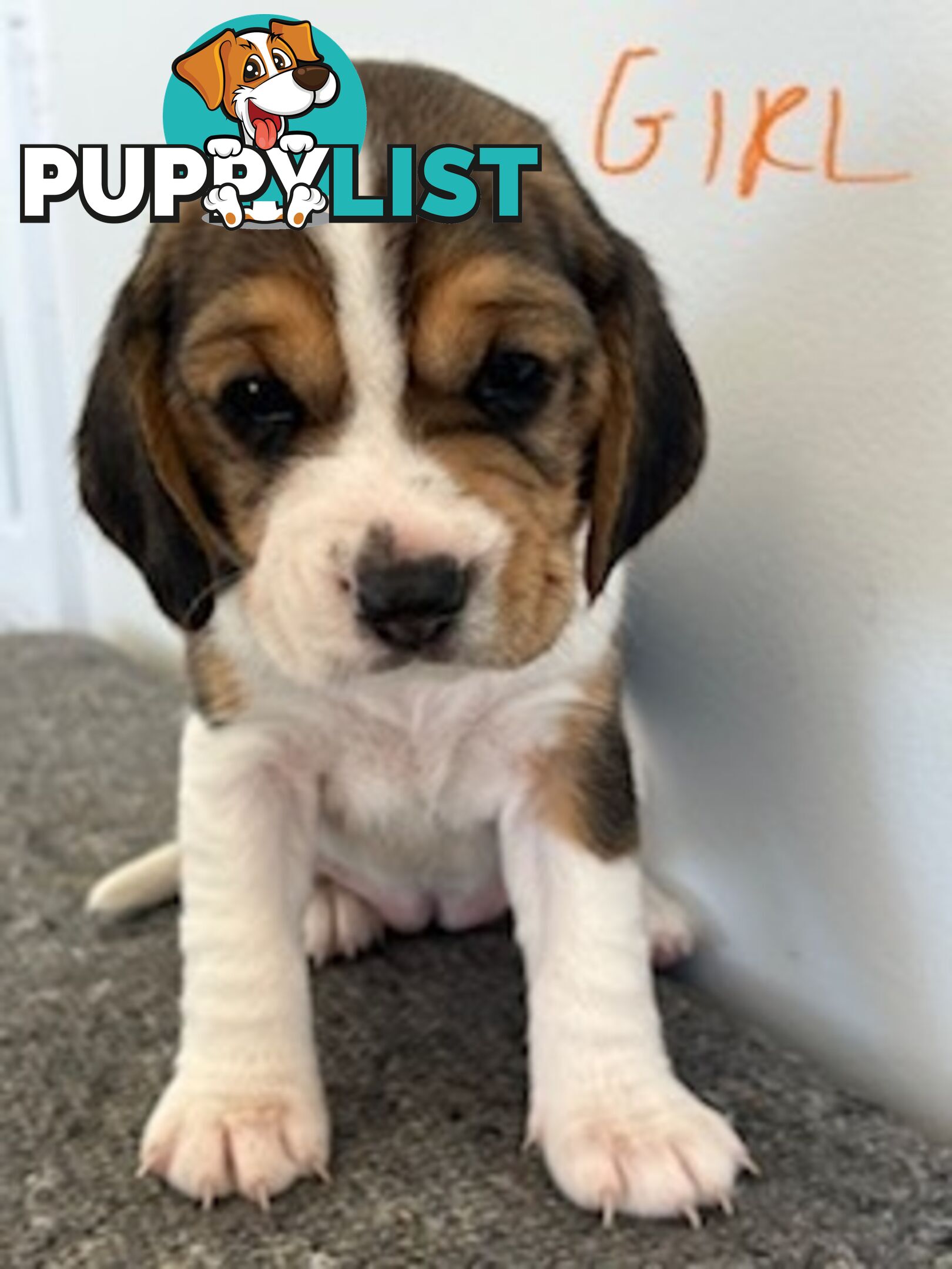 Beaglier Puppies for Sale