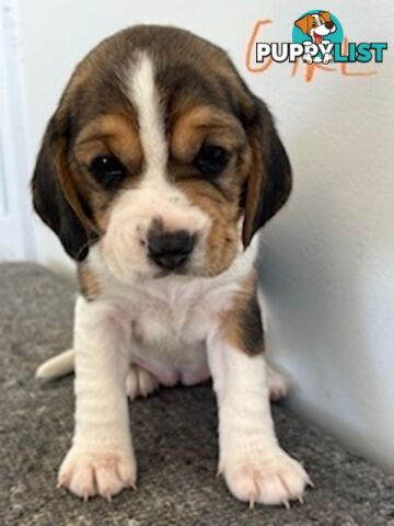 Beaglier Puppies for Sale