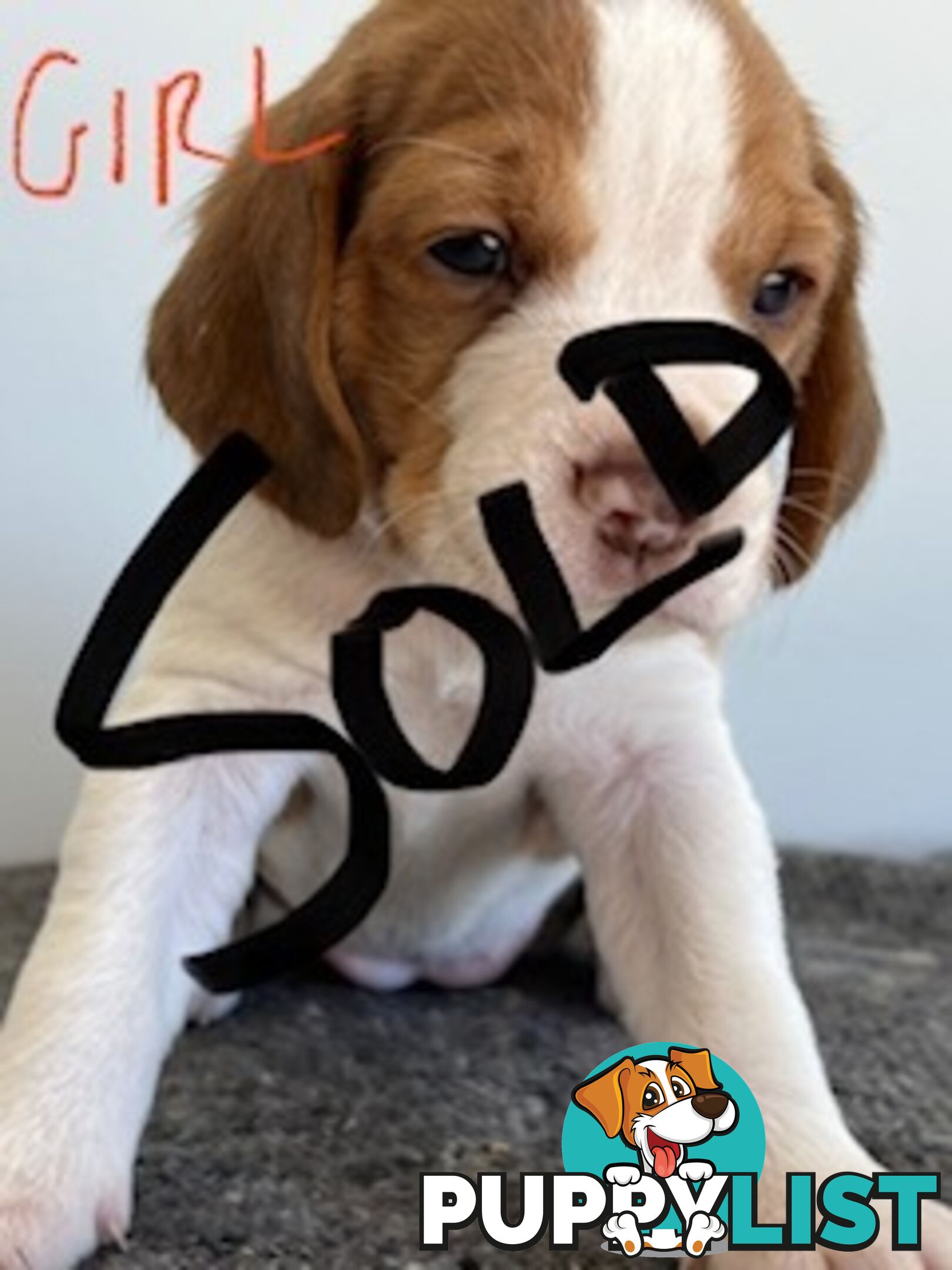 Beaglier Puppies for Sale