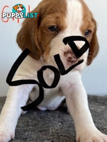 Beaglier Puppies for Sale
