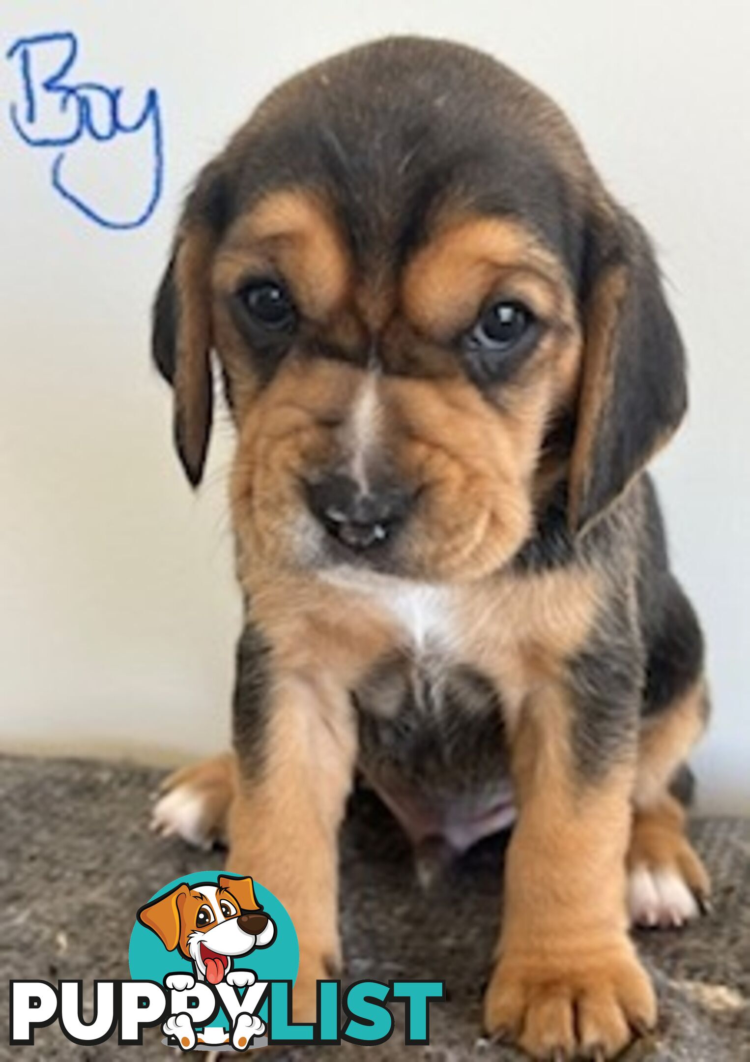 Beaglier Puppies for Sale
