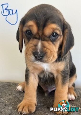 Beaglier Puppies for Sale