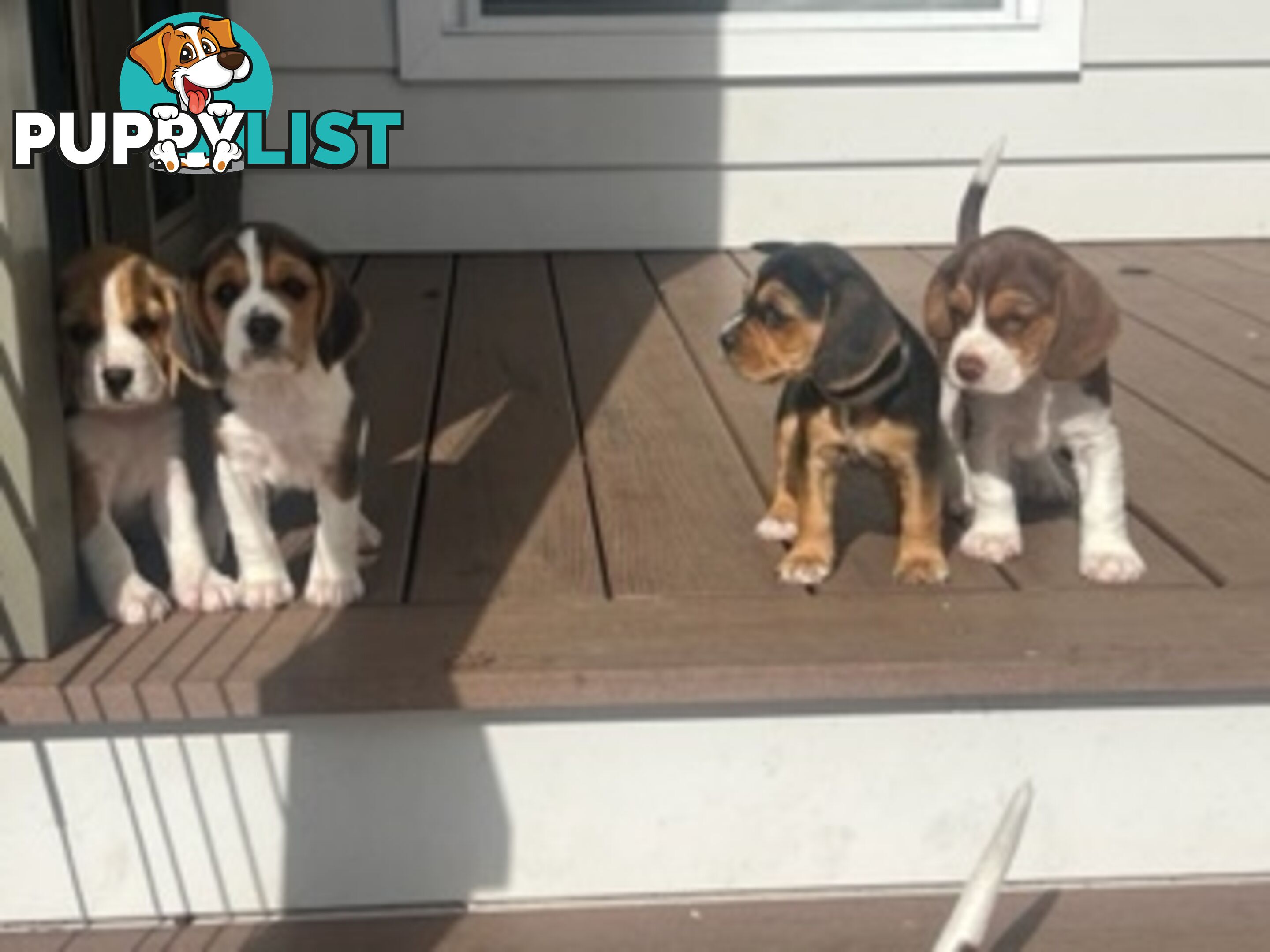 Beaglier Puppies for Sale