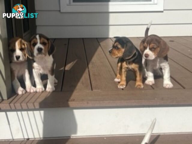 Beaglier Puppies for Sale