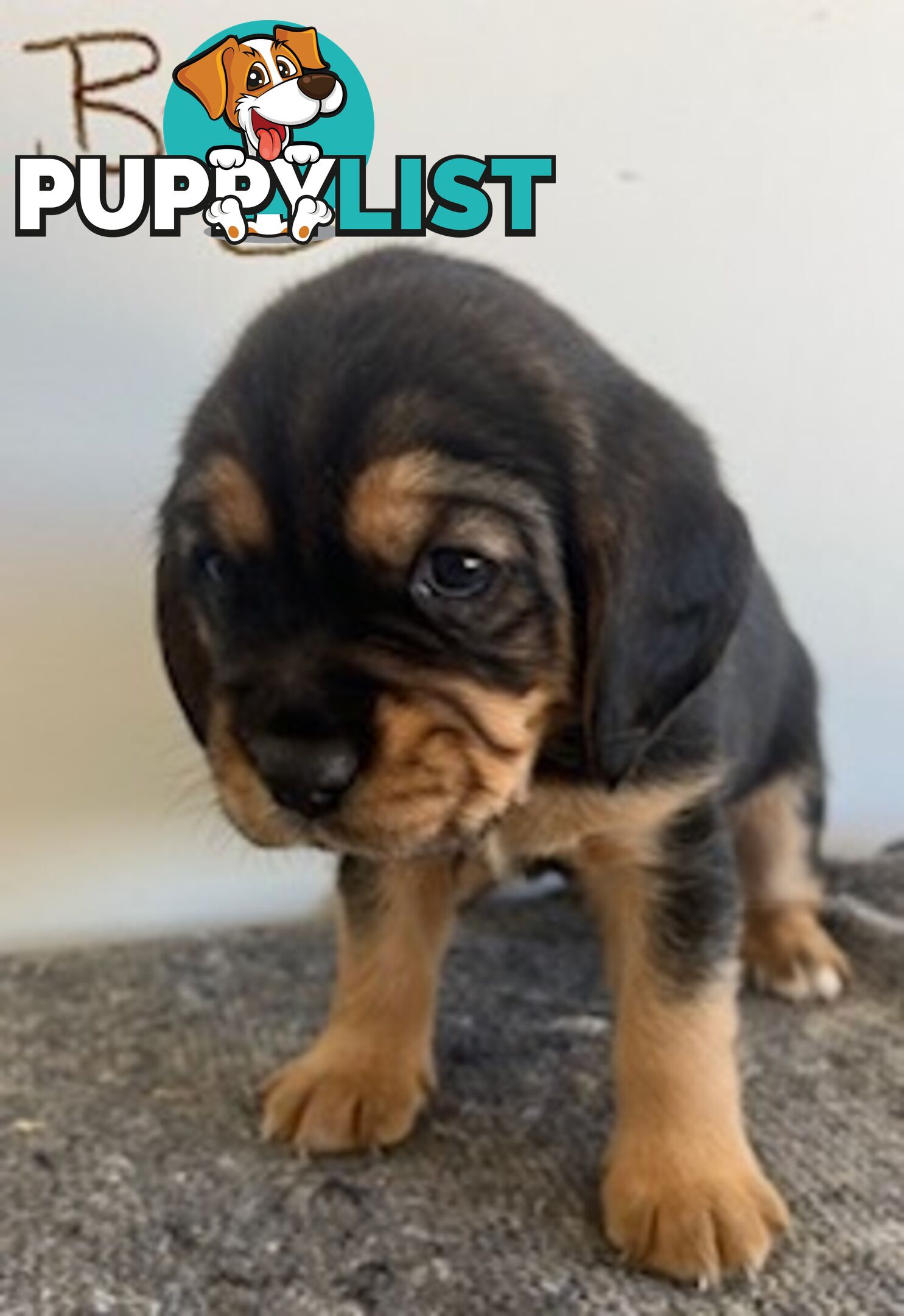 Beaglier Puppies for Sale