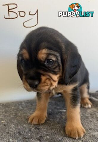 Beaglier Puppies for Sale