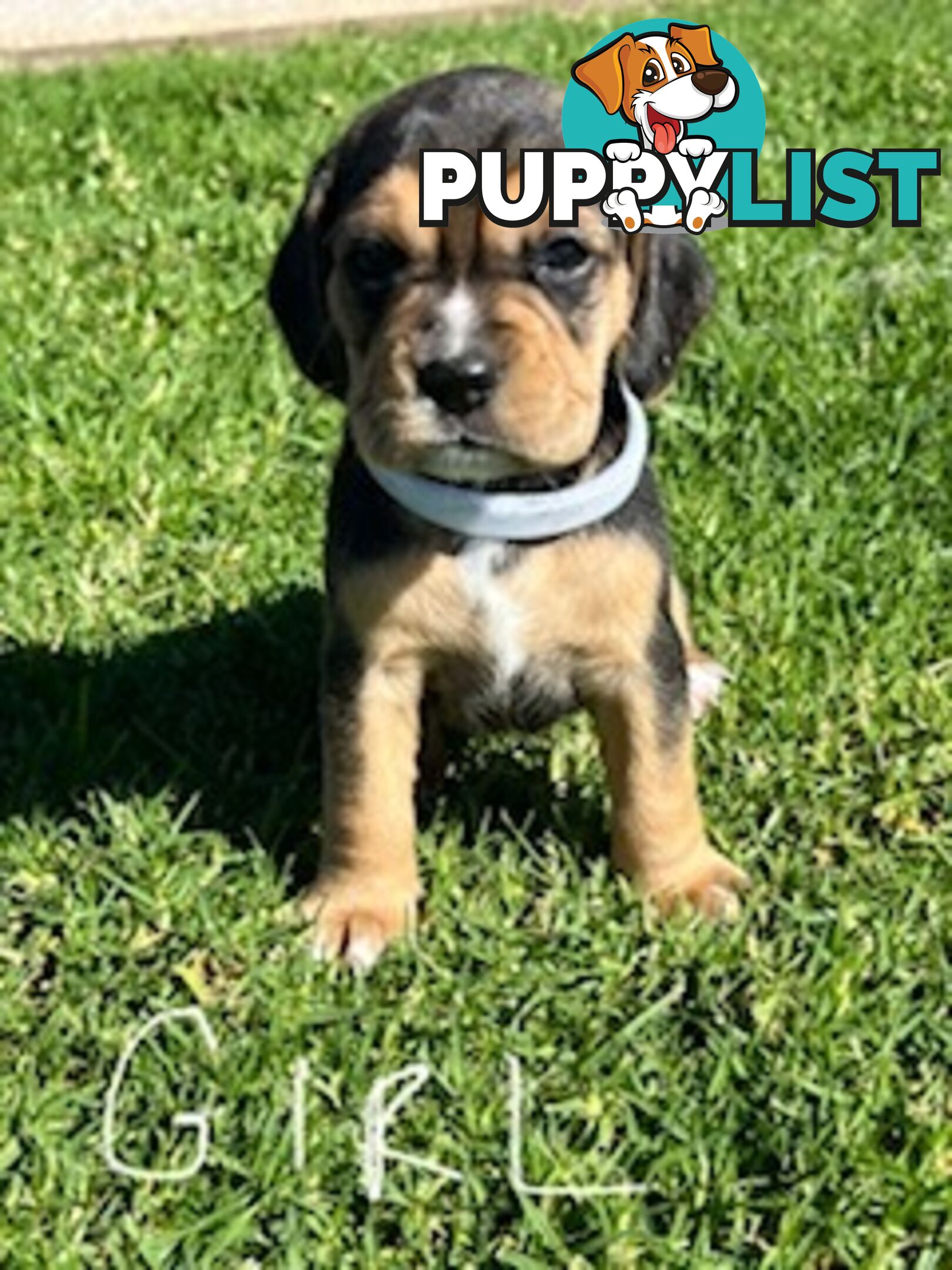Beaglier Puppies for Sale