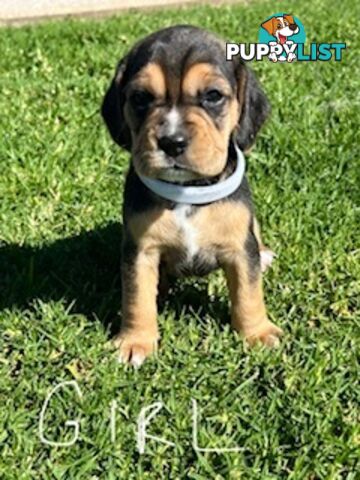 Beaglier Puppies for Sale