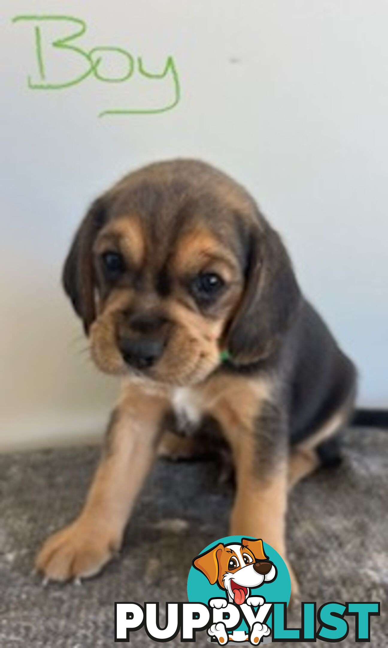 Beaglier Puppies for Sale