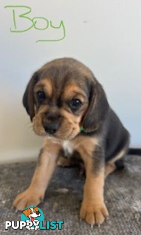 Beaglier Puppies for Sale