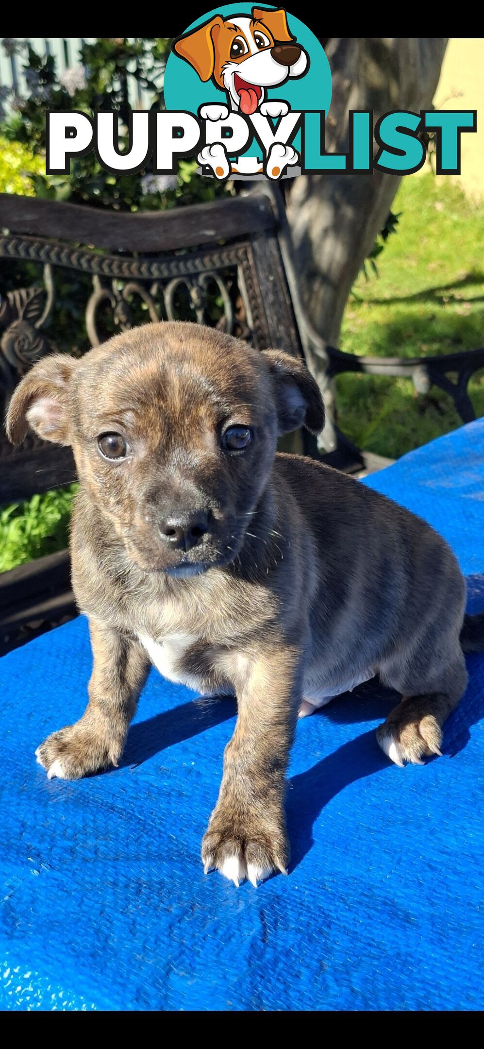 Brindle English Staffy X Puppies