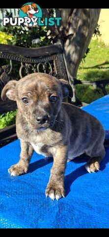 Brindle English Staffy X Puppies