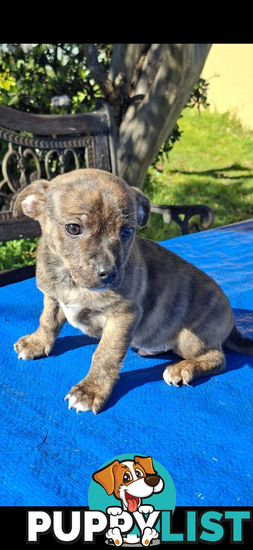 Brindle English Staffy X Puppies