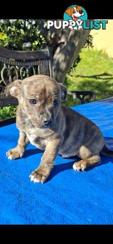 Brindle English Staffy X Puppies