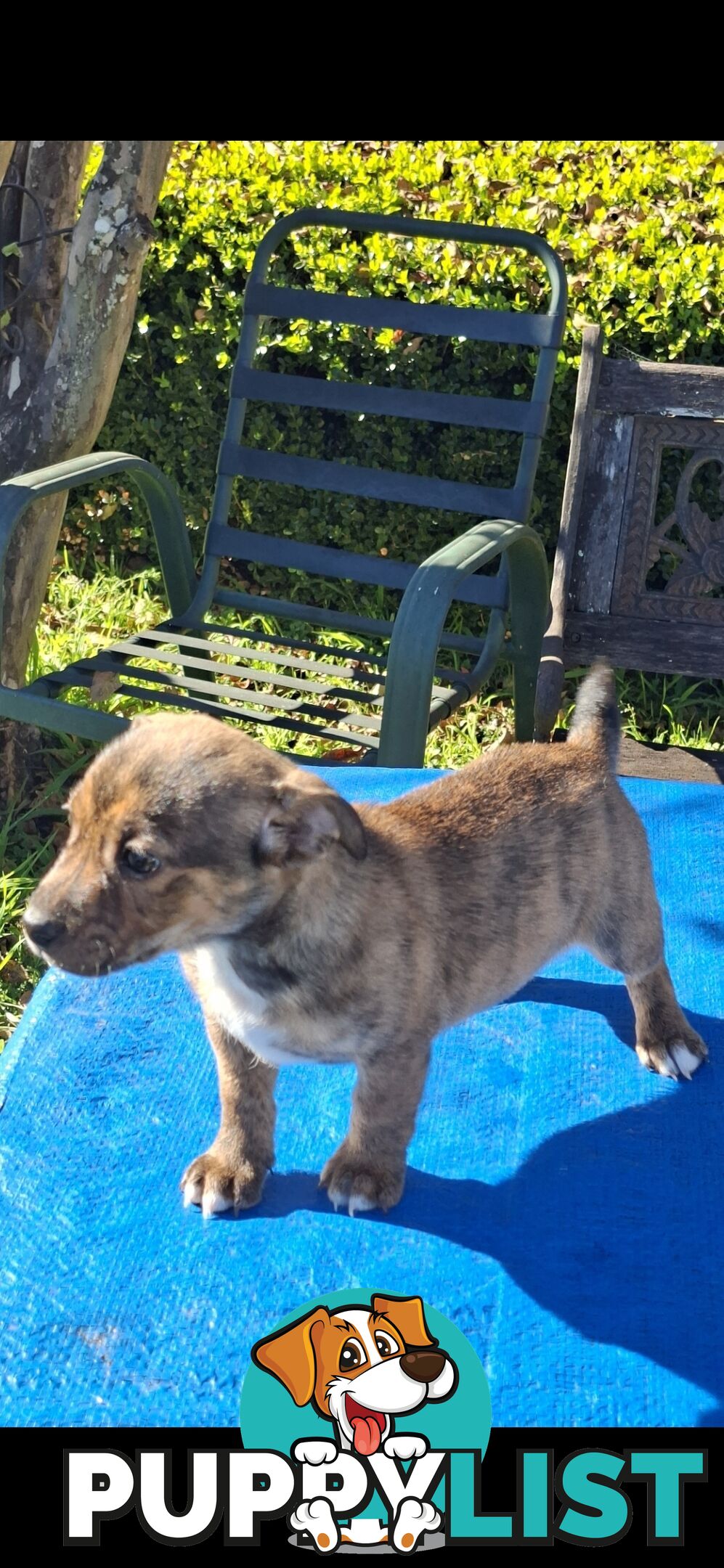 Brindle English Staffy X Puppies